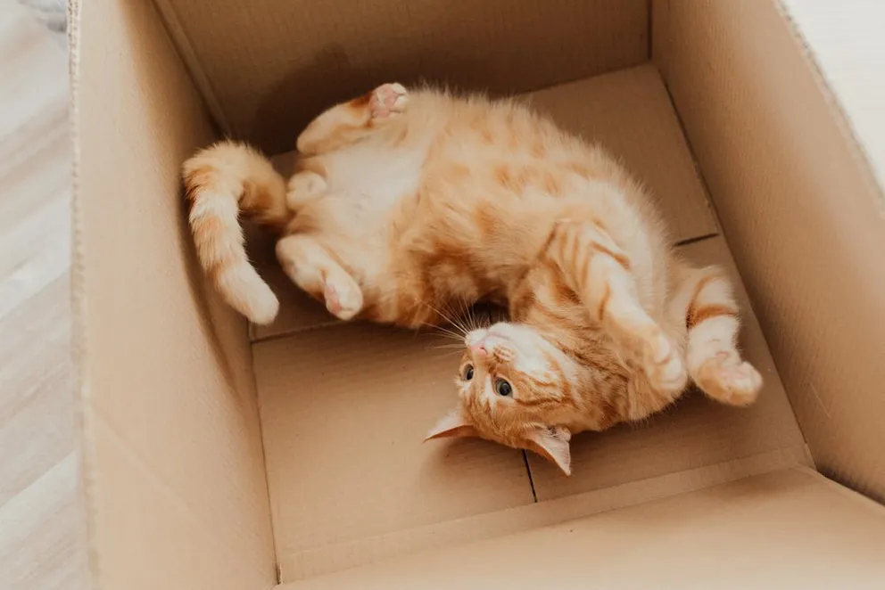 Un gatito recostado dentro de una caja de cartón. | Foto: Pexels