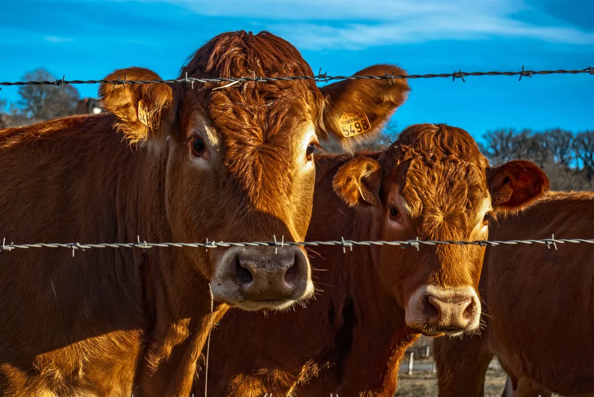 Il vivrait une vie semblable à un taureau brahmane | Photo: Pexels
