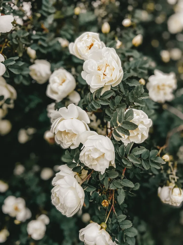 Annabel a planté un rosier pour Margaret. | Source : Pexels