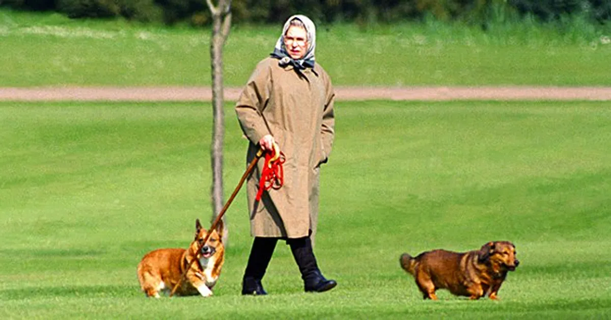 Königin Elizabeth II. beim Spaziergang mit ihren beiden Hunden auf Schloss Winsor, 1994, Großbritannien. | Quelle: Getty Images
