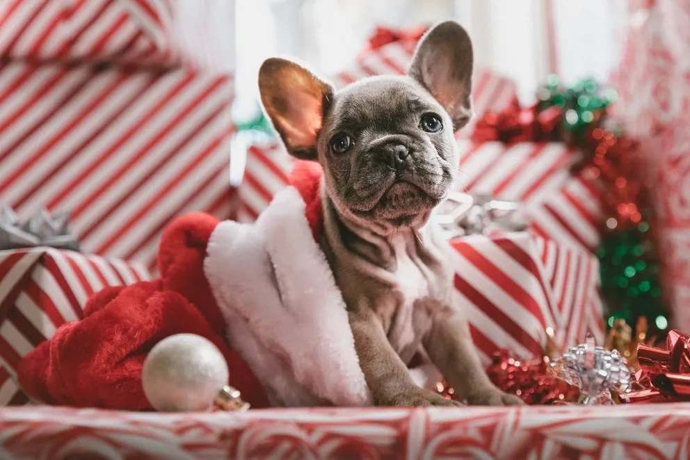 Un cachorrito sober un gorro navideño. | Foto: Unsplash