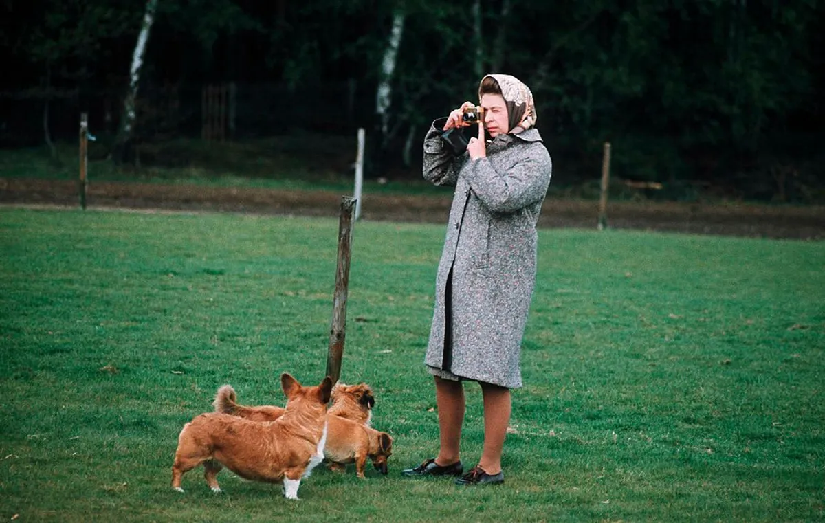 Königin Elizabeth II. beim Fotografieren ihrer Corgis im Windsor Park im Jahr 1960 in Windsor, England | Quelle: Anwar Hussein/Getty Images