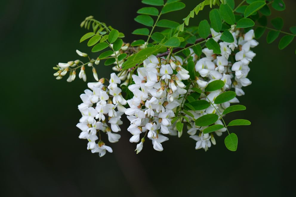 La rama de un árbol con flores. | Foto: Pexels