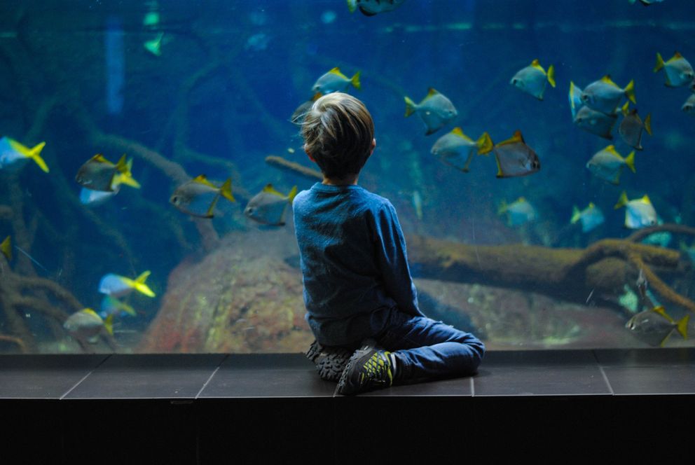 Un niño observando los peces en un acuario. | Foto: Unsplash
