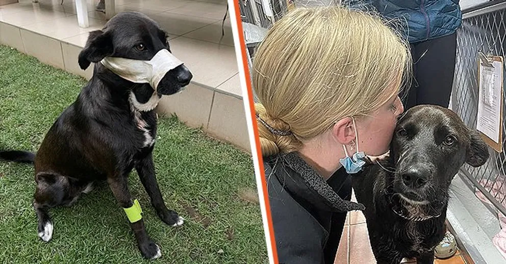 Une photo de Keisters [à gauche] et lors d'une visite chez le vétérinaire après l'invasion de la maison [à droite] | Photo : facebook.com/Boksburg-SPCA-New-FB-Page