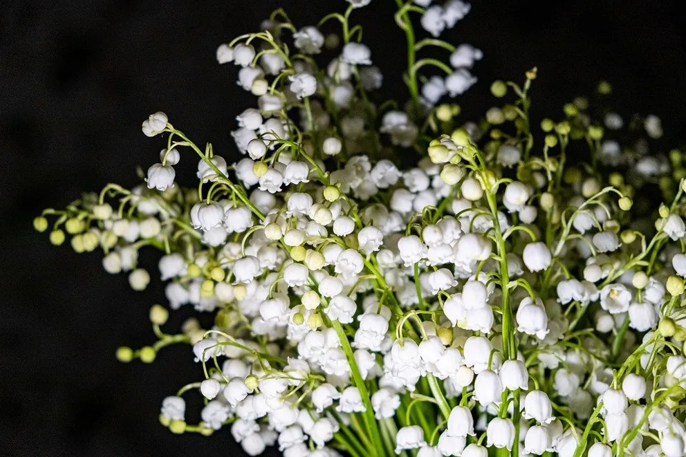 Gary a apporté à Esther un bouquet de ses fleurs préférées | Source : Pixabay