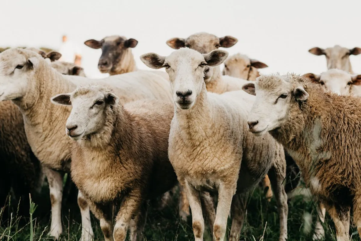 Schafherde auf einer Wiese stehend. | Quelle: Pexels