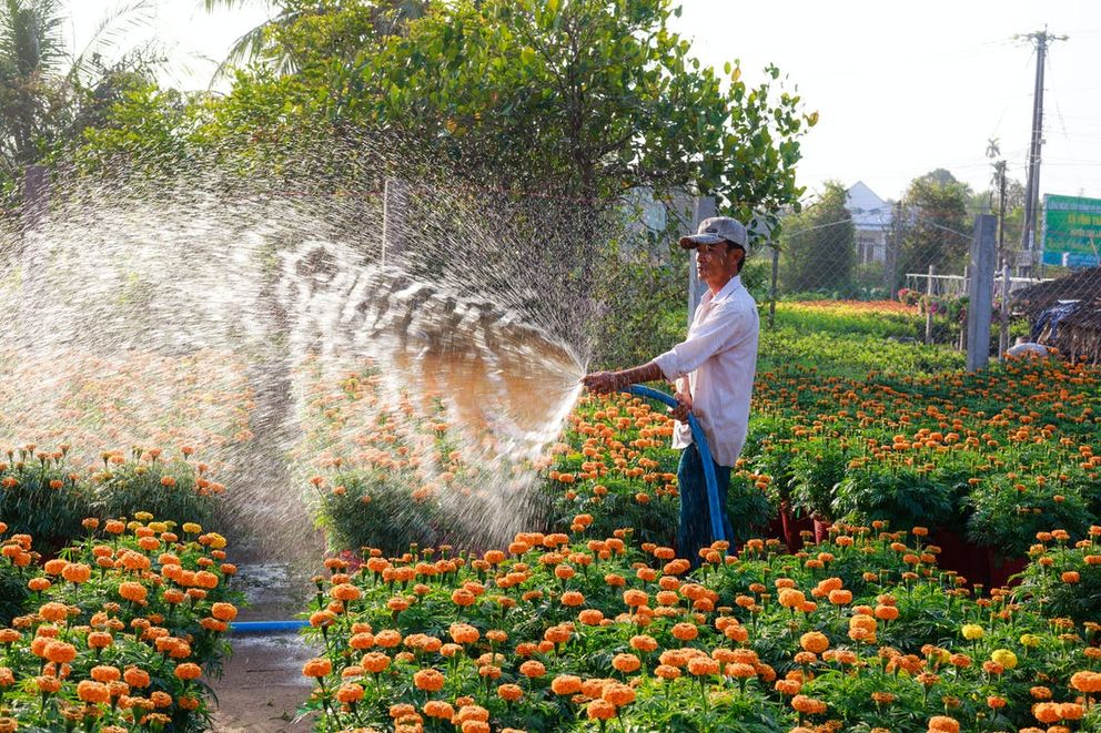 Un hombre regando unas plantas con agua. | Foto: Pexels