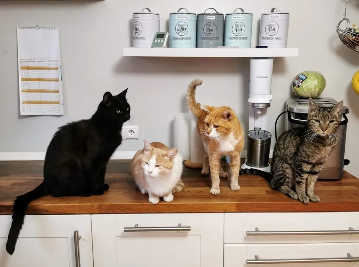 Je devais aller chez elle et nourrir ses chats | Source : Unsplash