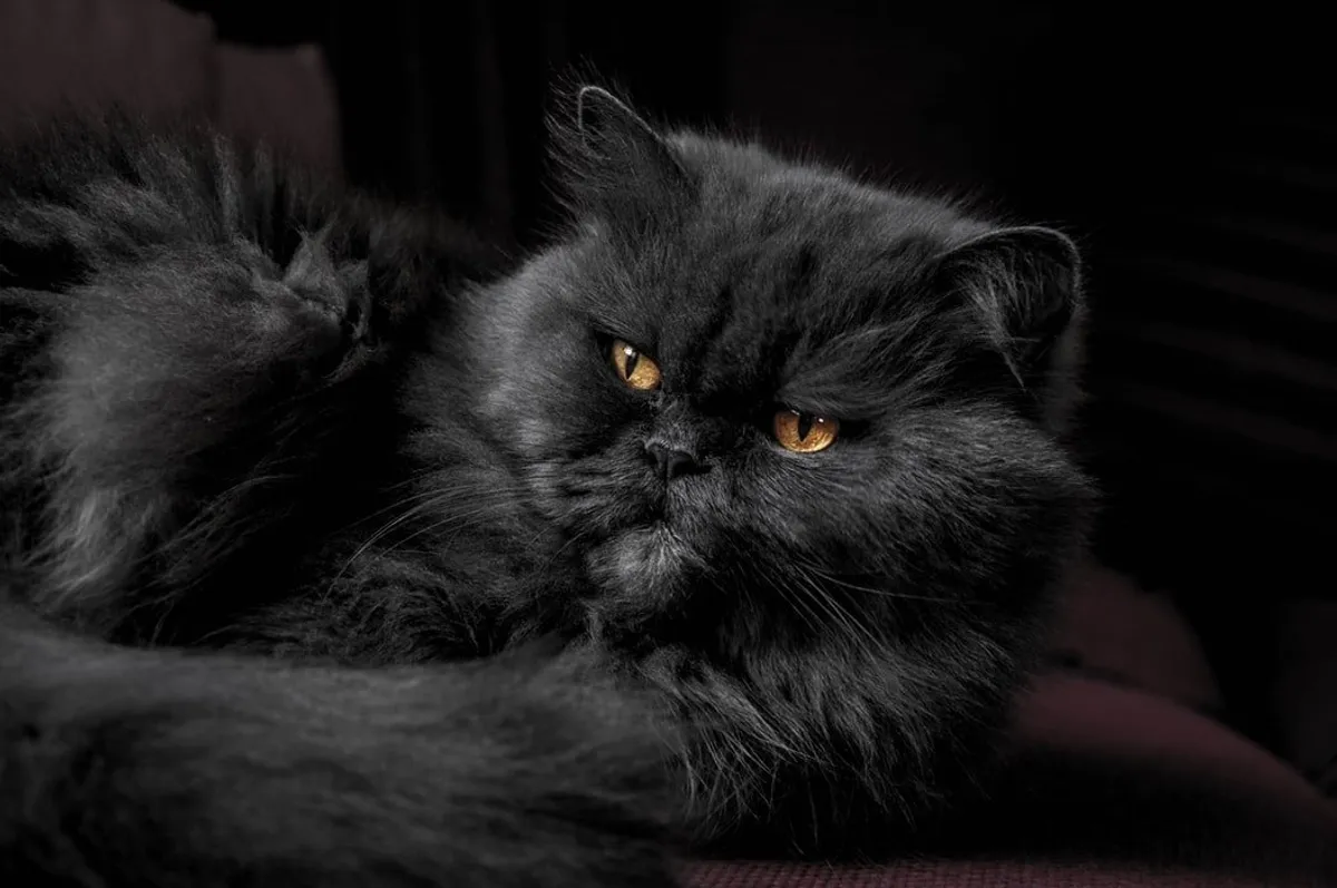 Un chat appelé Atchoo | Source : Unsplash