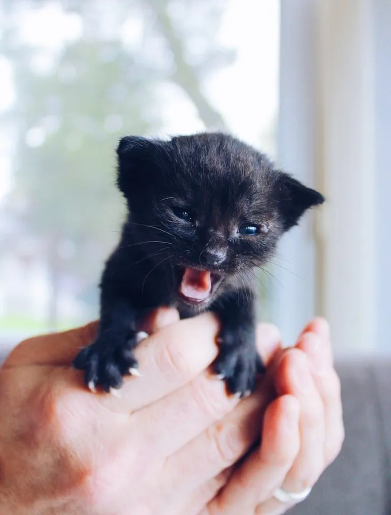 Persona sosteniendo un pequeño gatito negro. | Foto: Unsplash