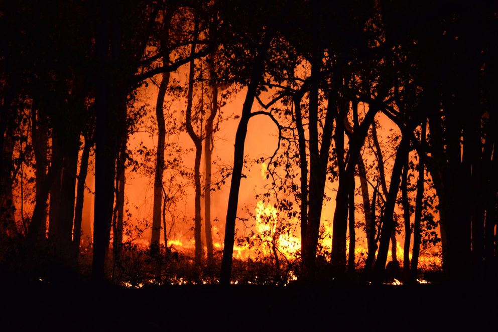 Un bosque incendiándose. | Foto: Pexels